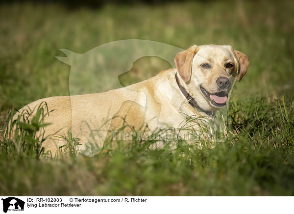 liegender Labrador Retriever / lying Labrador Retriever / RR-102883