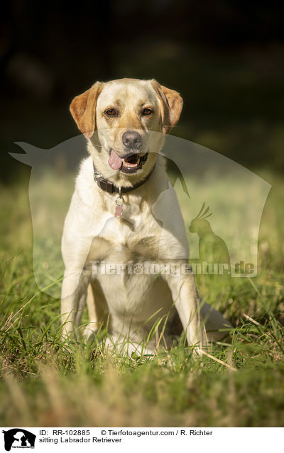 sitzender Labrador Retriever / sitting Labrador Retriever / RR-102885