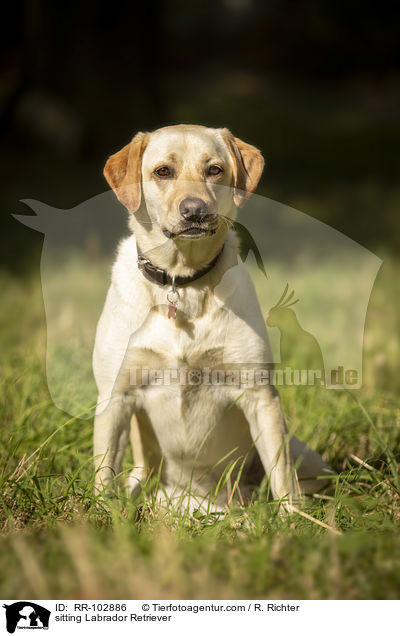 sitzender Labrador Retriever / sitting Labrador Retriever / RR-102886