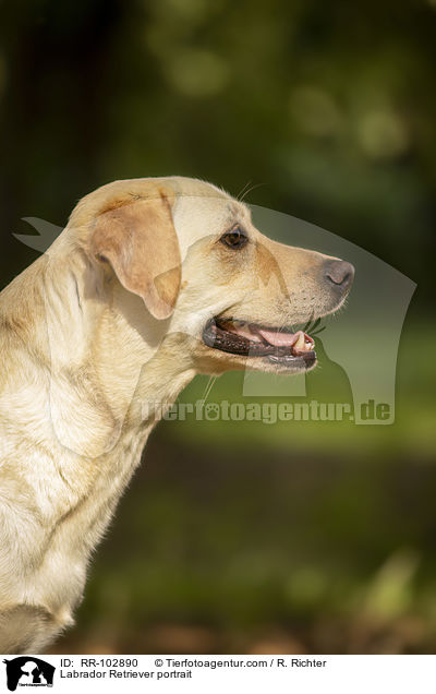 Labrador Retriever Portrait / Labrador Retriever portrait / RR-102890