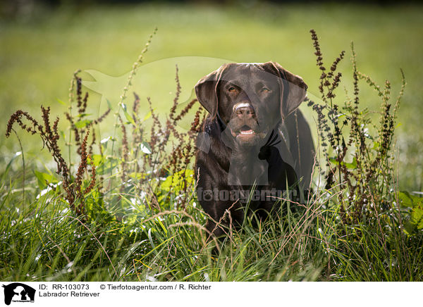 Labrador Retriever / Labrador Retriever / RR-103073