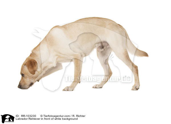 Labrador Retriever vor weiem Hintergrund / Labrador Retriever in front of white background / RR-103230