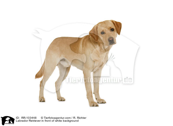 Labrador Retriever vor weiem Hintergrund / Labrador Retriever in front of white background / RR-103448