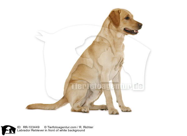 Labrador Retriever vor weiem Hintergrund / Labrador Retriever in front of white background / RR-103449