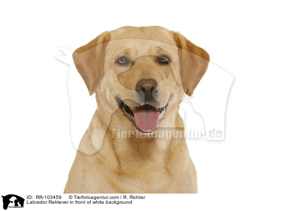 Labrador Retriever vor weiem Hintergrund / Labrador Retriever in front of white background / RR-103459