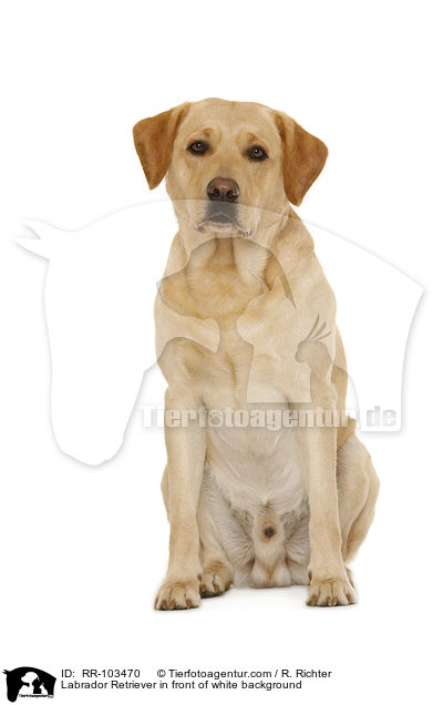 Labrador Retriever vor weiem Hintergrund / Labrador Retriever in front of white background / RR-103470