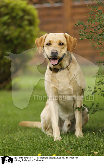 sitzender Labrador Retriever / sitting Labrador Retriever / RR-103477