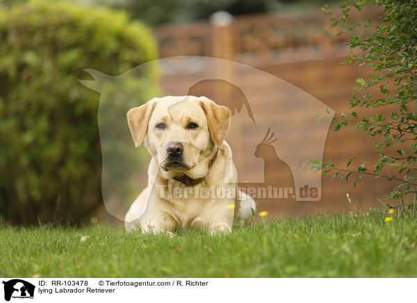 liegender Labrador Retriever / lying Labrador Retriever / RR-103478