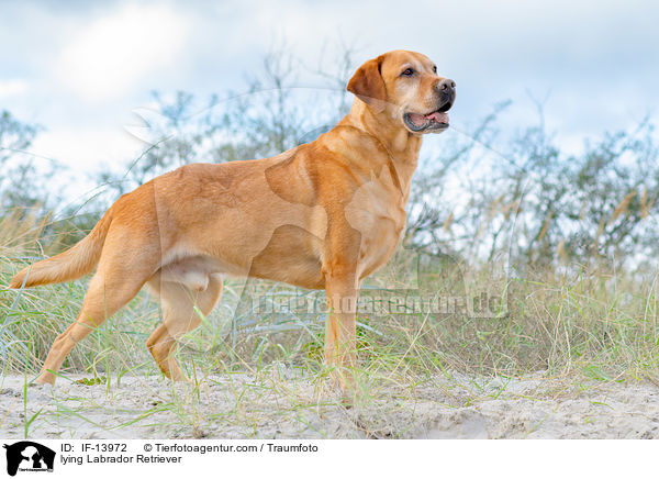 liegender Labrador Retriever / lying Labrador Retriever / IF-13972