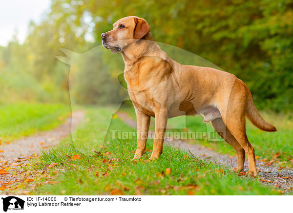 liegender Labrador Retriever / lying Labrador Retriever / IF-14000