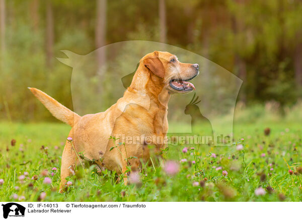 Labrador Retriever / Labrador Retriever / IF-14013