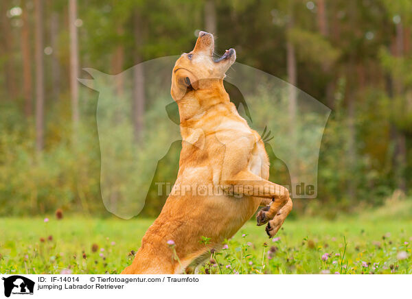 springender Labrador Retriever / jumping Labrador Retriever / IF-14014