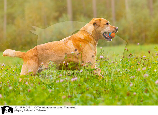 spielender Labrador Retriever / playing Labrador Retriever / IF-14017