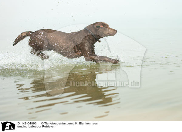 springender Labrador Retriever / jumping Labrador Retriever / KB-04893