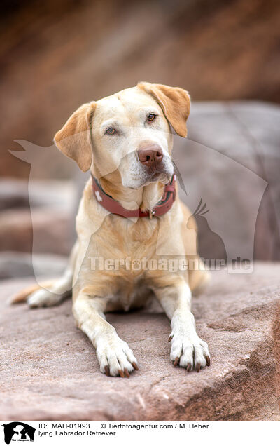 liegender Labrador Retriever / lying Labrador Retriever / MAH-01993