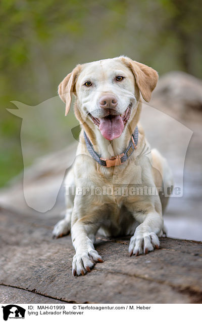 liegender Labrador Retriever / lying Labrador Retriever / MAH-01999