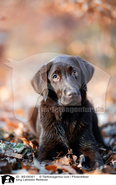 liegender Labrador Retriever / lying Labrador Retriever / BS-08361