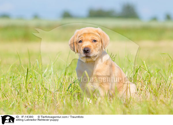 sitzender Labrador Retriever Welpe / sitting Labrador Retriever puppy / IF-14380