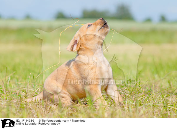 sitzender Labrador Retriever Welpe / sitting Labrador Retriever puppy / IF-14386