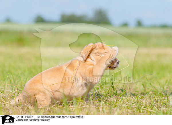 Labrador Retriever Welpe / Labrador Retriever puppy / IF-14387