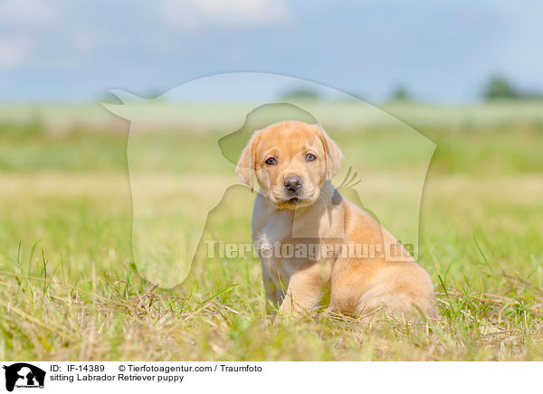 sitzender Labrador Retriever Welpe / sitting Labrador Retriever puppy / IF-14389