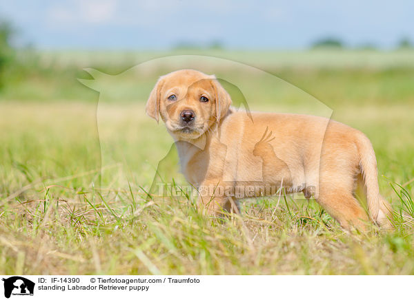 stehender Labrador Retriever Welpe / standing Labrador Retriever puppy / IF-14390