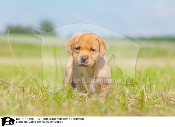 stehender Labrador Retriever Welpe / standing Labrador Retriever puppy / IF-14396