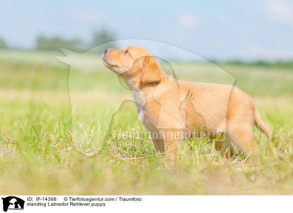 stehender Labrador Retriever Welpe / standing Labrador Retriever puppy / IF-14398