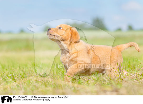 laufender Labrador Retriever Welpe / walking Labrador Retriever puppy / IF-14402