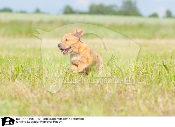 rennender Labrador Retriever Welpe / running Labrador Retriever Puppy / IF-14405