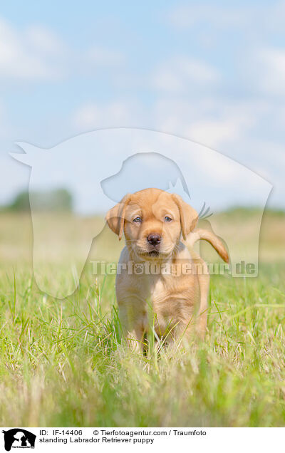 stehender Labrador Retriever Welpe / standing Labrador Retriever puppy / IF-14406