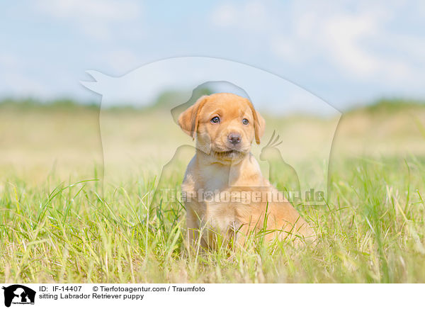 sitzender Labrador Retriever Welpe / sitting Labrador Retriever puppy / IF-14407