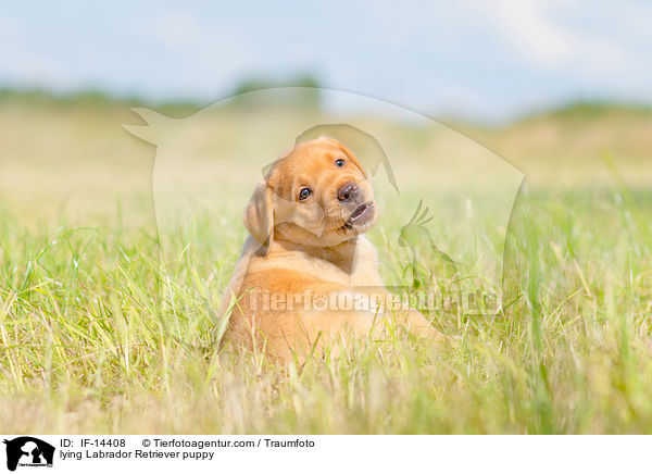 liegender Labrador Retriever Welpe / lying Labrador Retriever puppy / IF-14408