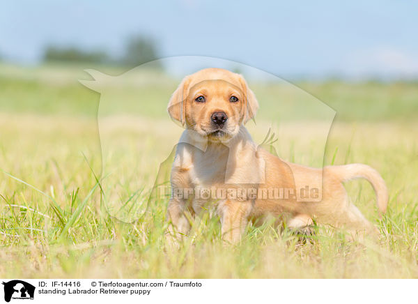 stehender Labrador Retriever Welpe / standing Labrador Retriever puppy / IF-14416