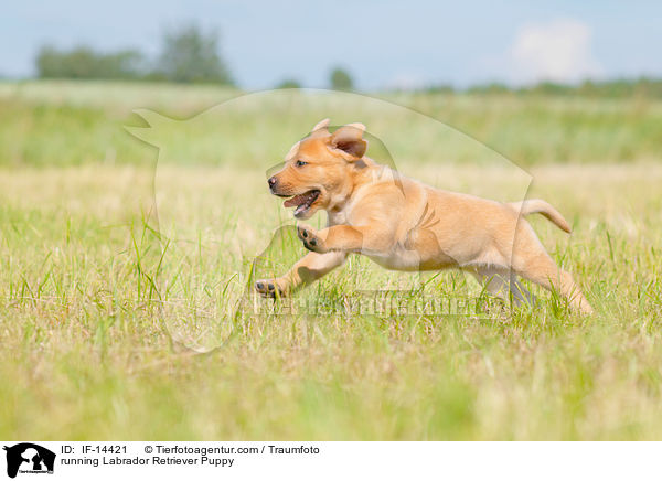 rennender Labrador Retriever Welpe / running Labrador Retriever Puppy / IF-14421