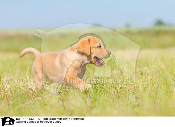 laufender Labrador Retriever Welpe / walking Labrador Retriever puppy / IF-14423