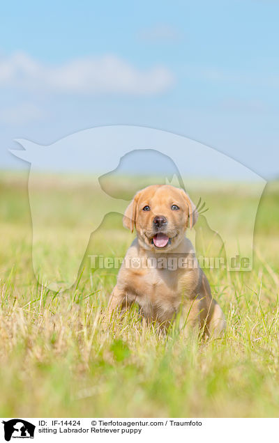 sitzender Labrador Retriever Welpe / sitting Labrador Retriever puppy / IF-14424