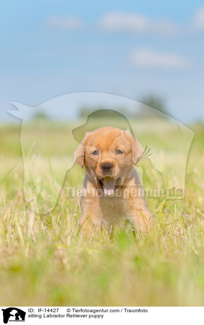 sitzender Labrador Retriever Welpe / sitting Labrador Retriever puppy / IF-14427