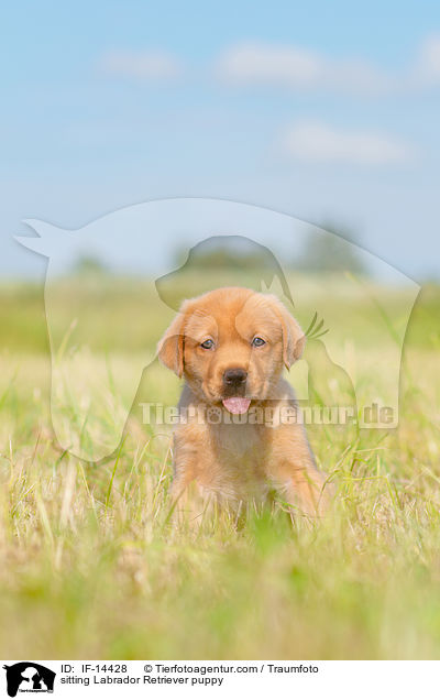 sitzender Labrador Retriever Welpe / sitting Labrador Retriever puppy / IF-14428