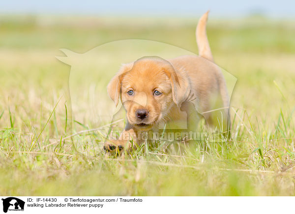 laufender Labrador Retriever Welpe / walking Labrador Retriever puppy / IF-14430