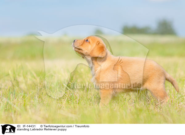 stehender Labrador Retriever Welpe / standing Labrador Retriever puppy / IF-14431