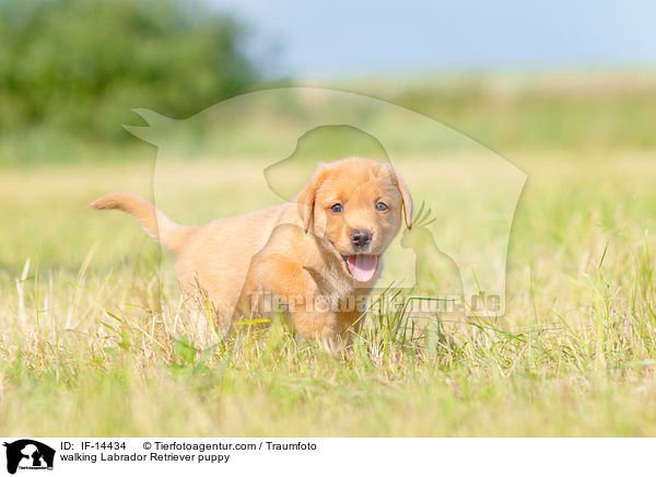 laufender Labrador Retriever Welpe / walking Labrador Retriever puppy / IF-14434