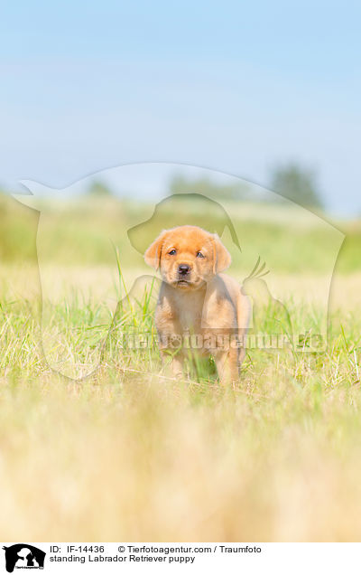 stehender Labrador Retriever Welpe / standing Labrador Retriever puppy / IF-14436