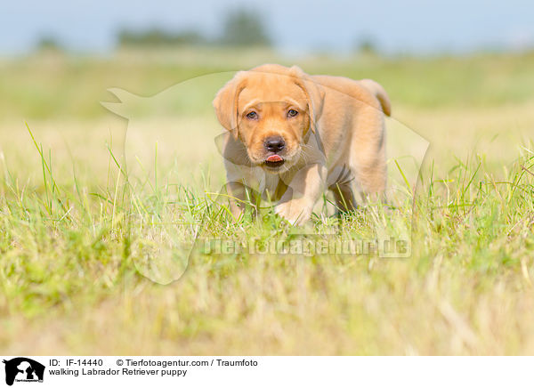 laufender Labrador Retriever Welpe / walking Labrador Retriever puppy / IF-14440