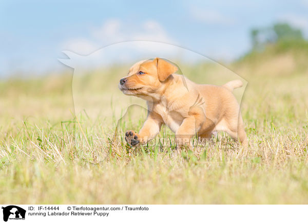 rennender Labrador Retriever Welpe / running Labrador Retriever Puppy / IF-14444