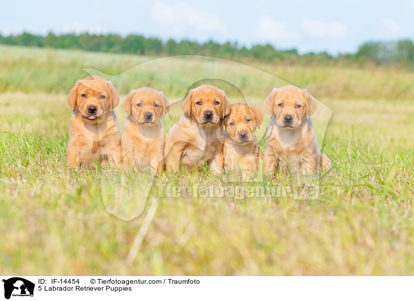 5 Labrador Retriever Welpen / 5 Labrador Retriever Puppies / IF-14454