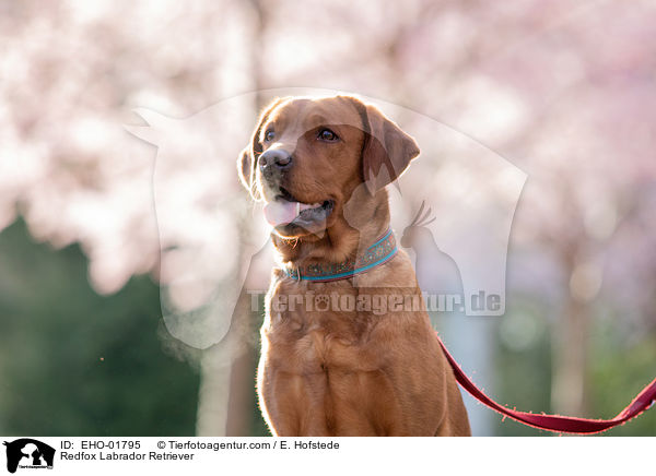 redfox Labrador Retriever / Redfox Labrador Retriever / EHO-01795