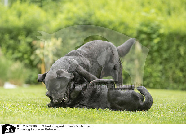 2 spielende Labrador Retriever / 2 playing Labrador Retriever / VJ-03096