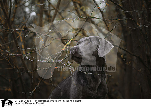 Labrador Retriever Portrait / Labrador Retriever Portrait / SIB-01695