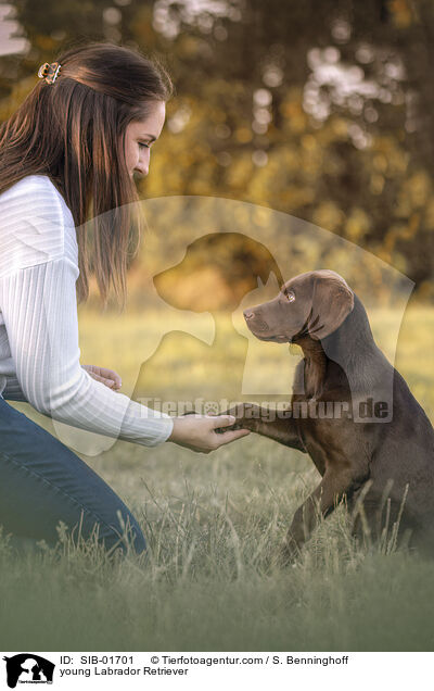 junger Labrador Retriever / young Labrador Retriever / SIB-01701